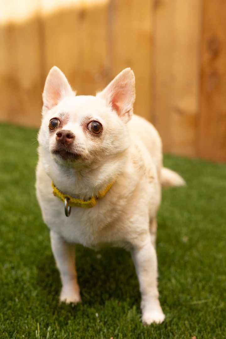 Tanner, an adoptable Chihuahua Mix in Naperville, IL_image-2