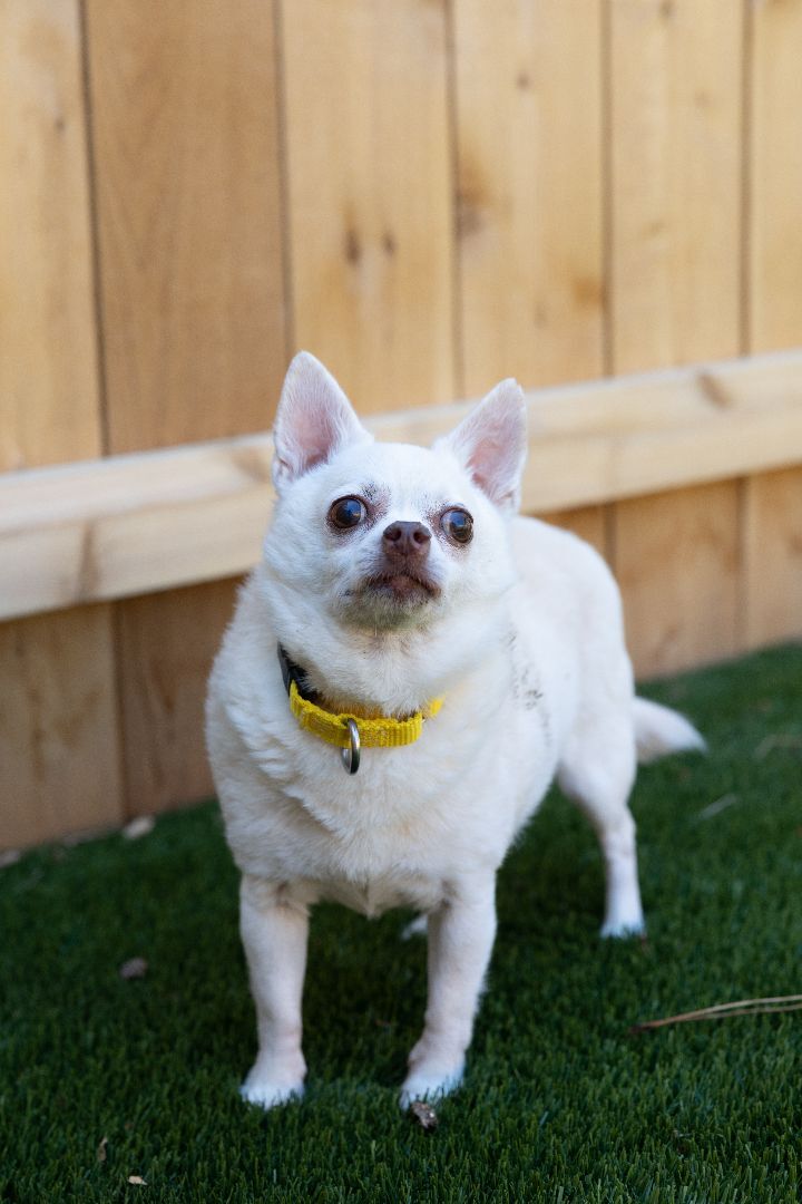 Tanner, an adoptable Chihuahua Mix in Naperville, IL_image-3