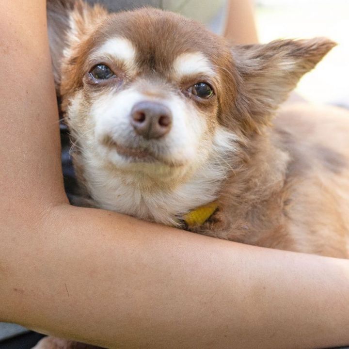 Mitzi, an adopted Chiweenie Mix in Naperville, IL_image-2