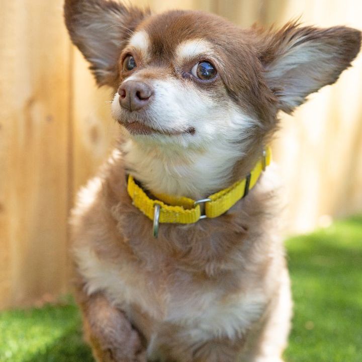 Mitzi, an adoptable Chiweenie Mix in Naperville, IL_image-3