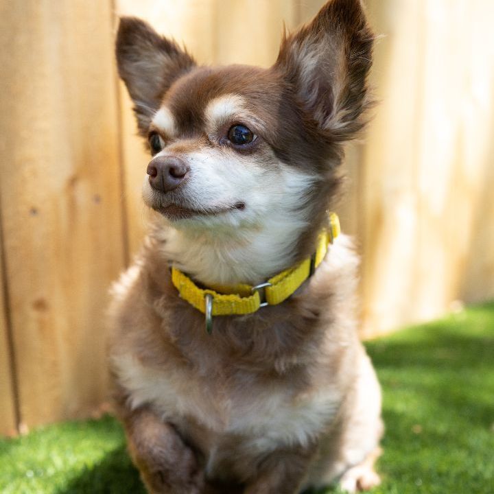 Mitzi, an adopted Chiweenie Mix in Naperville, IL_image-5