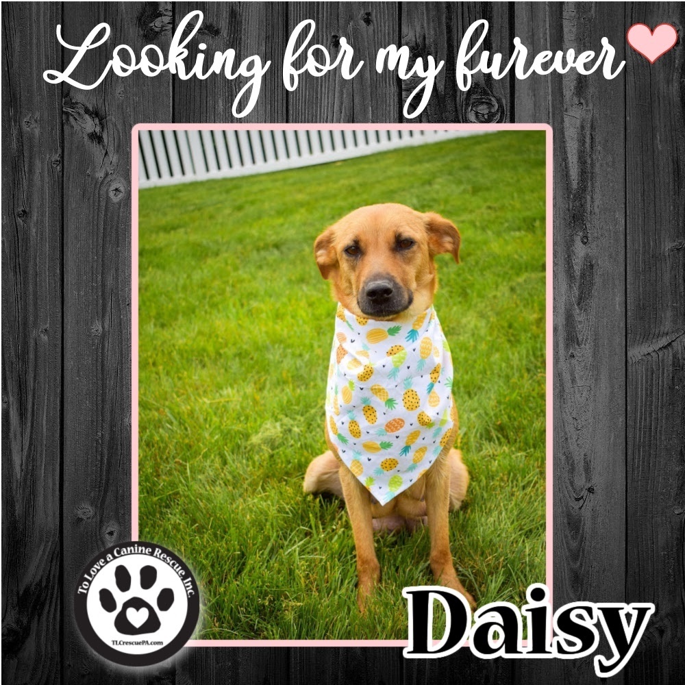 Daisy (Mom to Daisy 9)031222