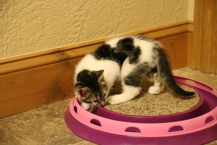 Nelly, an adoptable Domestic Short Hair Mix in Springfield, MO_image-4