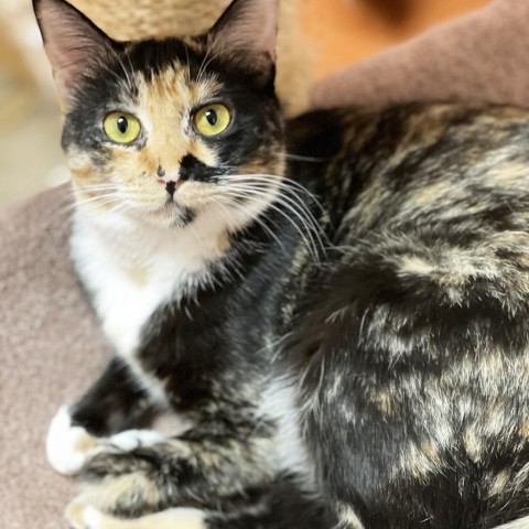 Gala, an adoptable Domestic Short Hair in Mount Juliet, TN, 37122 | Photo Image 1