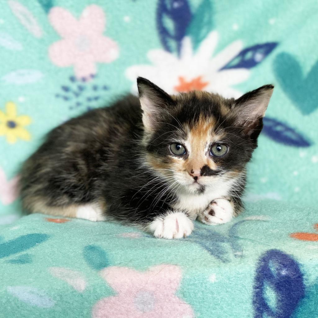 Gala, an adoptable Domestic Short Hair in Mount Juliet, TN, 37122 | Photo Image 4