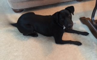 Hercules, an adoptable Labrador Retriever Mix in Winder, GA_image-3