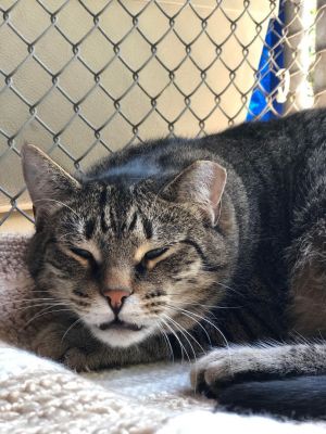 Viper, Adult Male Domestic Short Hair
