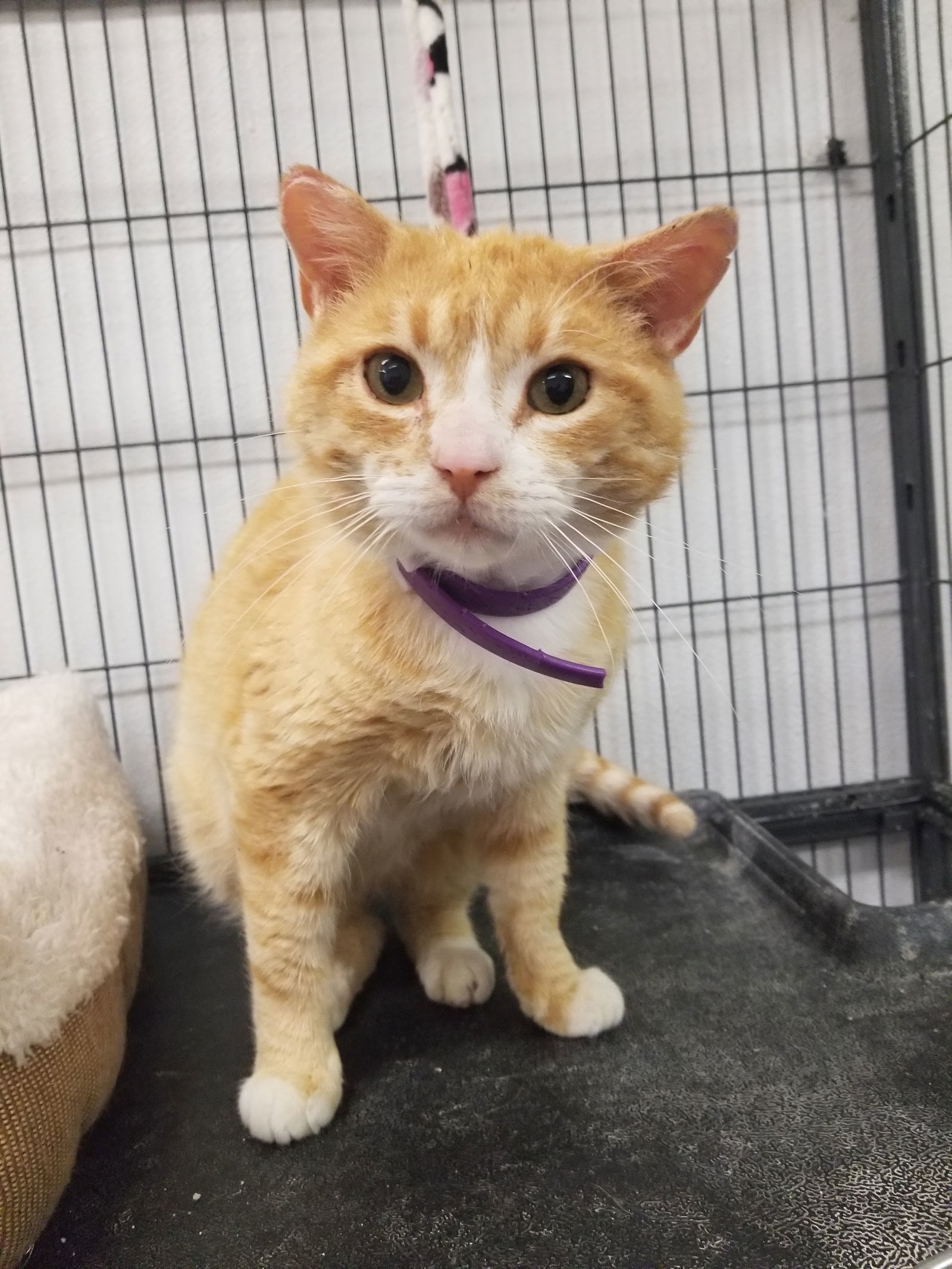 Colonel Kurtz (Special Needs), an adoptable Tabby, Domestic Short Hair in Montello, WI, 53949 | Photo Image 1