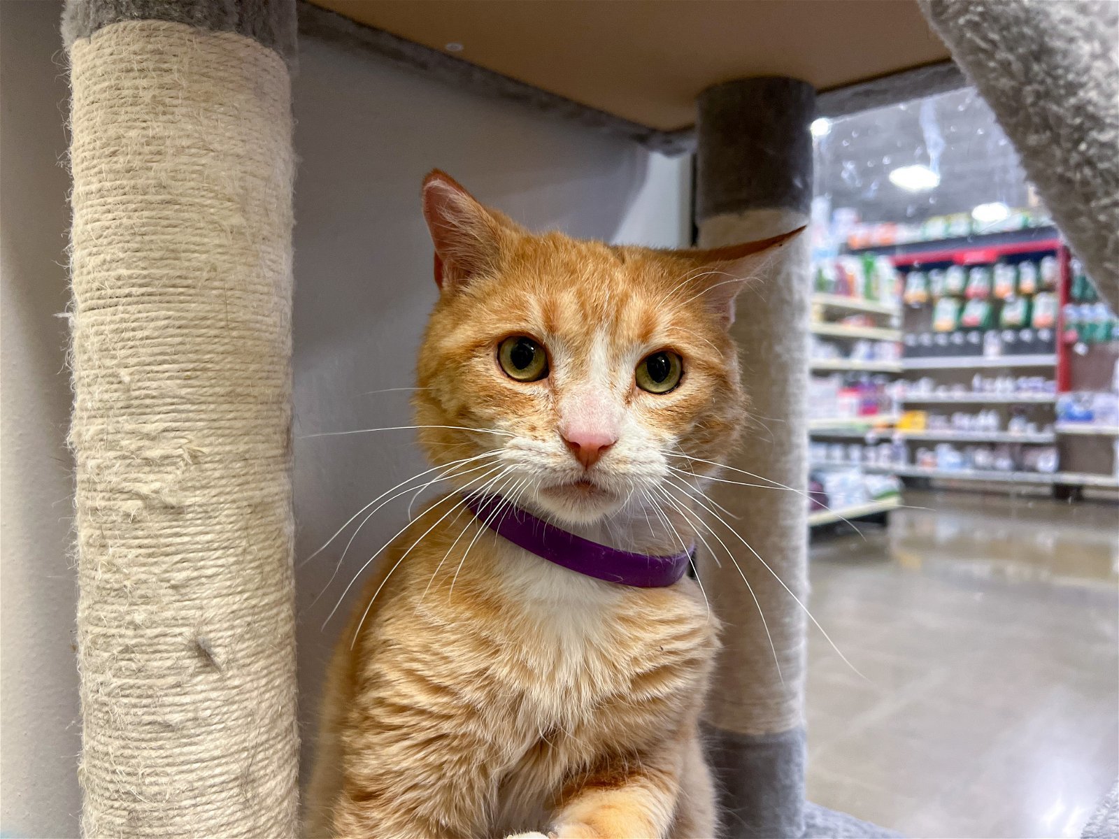 Colonel Kurtz, an adoptable Tabby, Domestic Short Hair in Montello, WI, 53949 | Photo Image 2