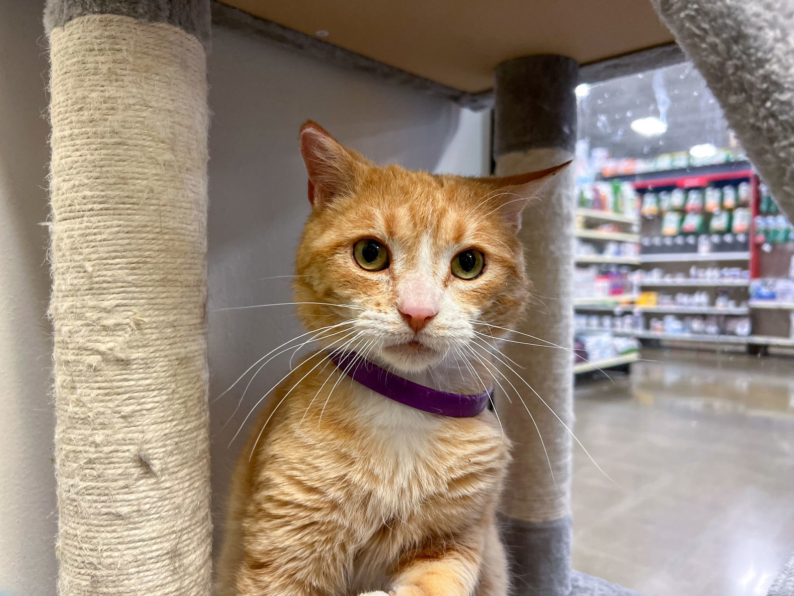 Colonel Kurtz (Special Needs), an adoptable Tabby, Domestic Short Hair in Montello, WI, 53949 | Photo Image 2