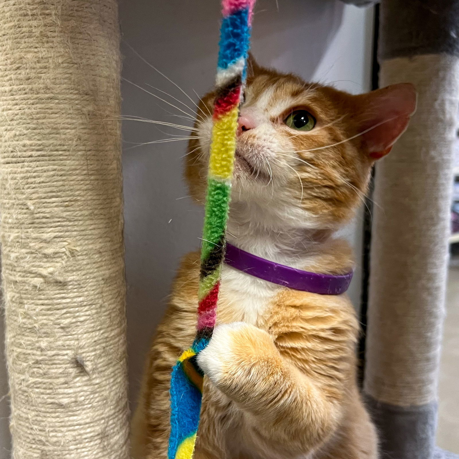 Colonel Kurtz (Special Needs), an adoptable Tabby, Domestic Short Hair in Montello, WI, 53949 | Photo Image 3