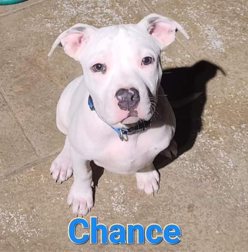 Chance (in foster)