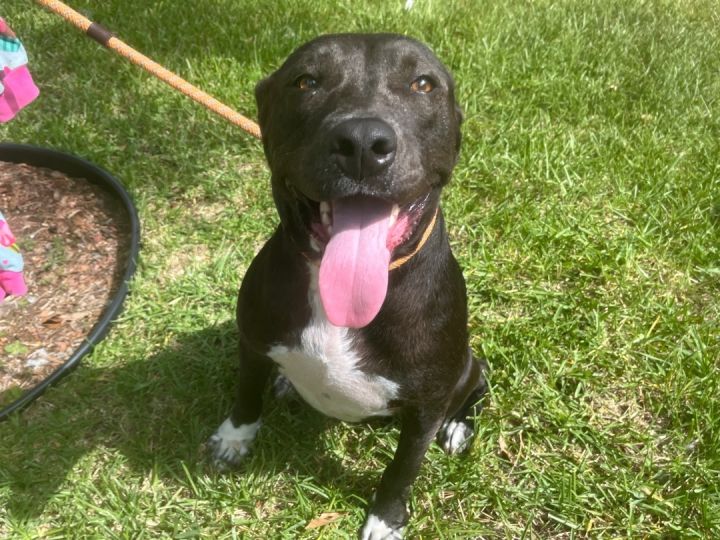 Ariel (foster to adopt), an adoptable Pit Bull Terrier & American Staffordshire Terrier Mix in White Lake, MI_image-2