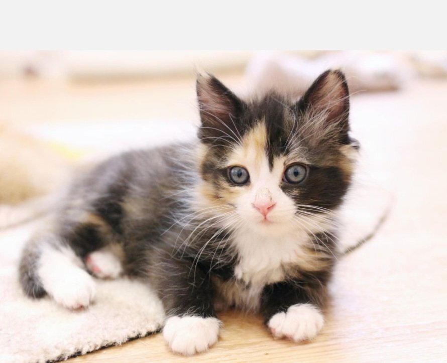 Cats and Kittens, an adoptable Domestic Short Hair in Vacaville, CA, 95688 | Photo Image 3