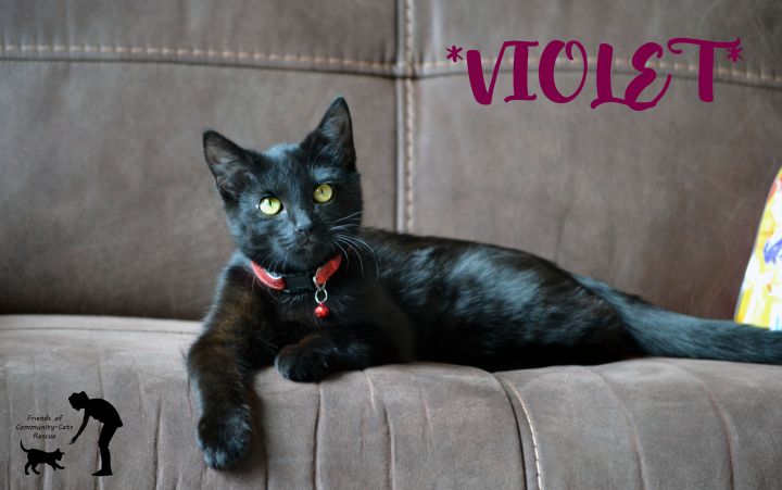Violet, an adopted Domestic Short Hair in Centerville, UT_image-1