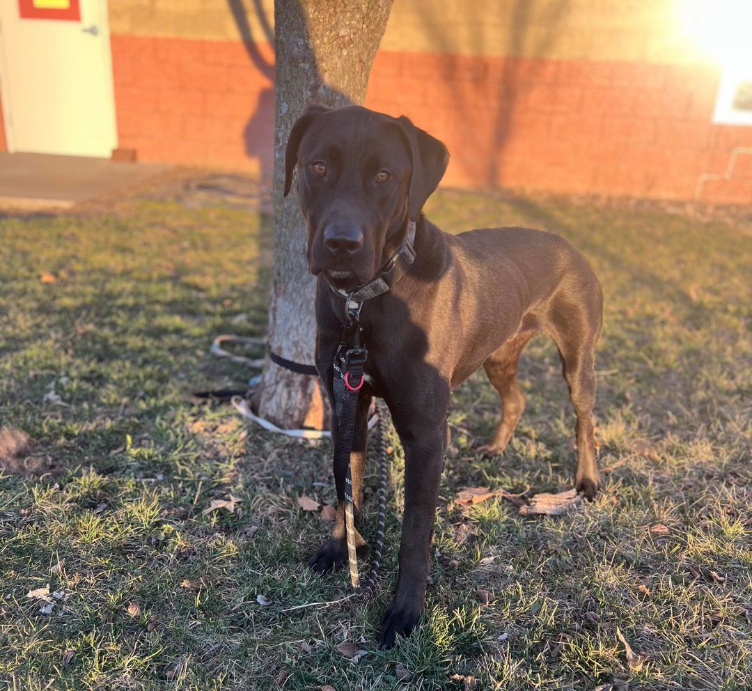 Duke Hulk, an adoptable Labrador Retriever in Maryville, MO, 64468 | Photo Image 3
