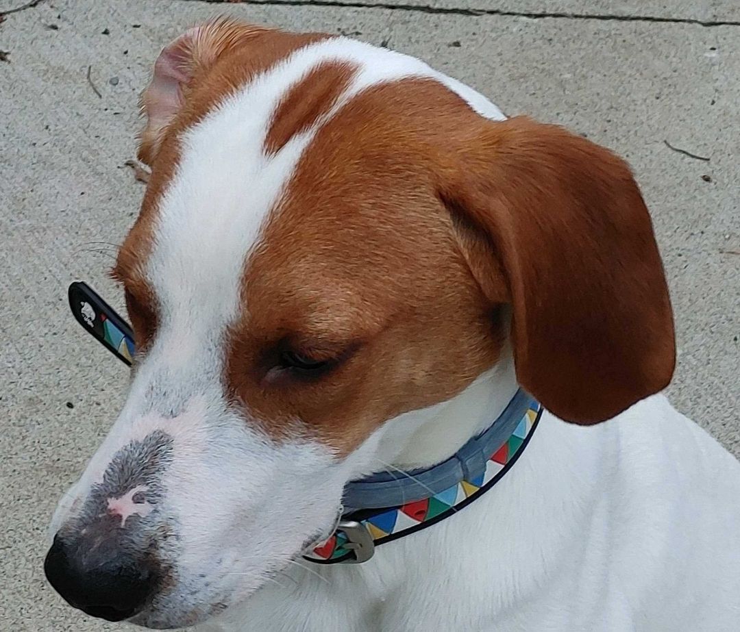 RICKI, an adoptable Treeing Walker Coonhound in Rensselaer, NY, 12144 | Photo Image 1
