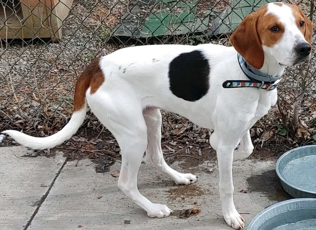 RICKI, an adoptable Treeing Walker Coonhound in Rensselaer, NY, 12144 | Photo Image 2
