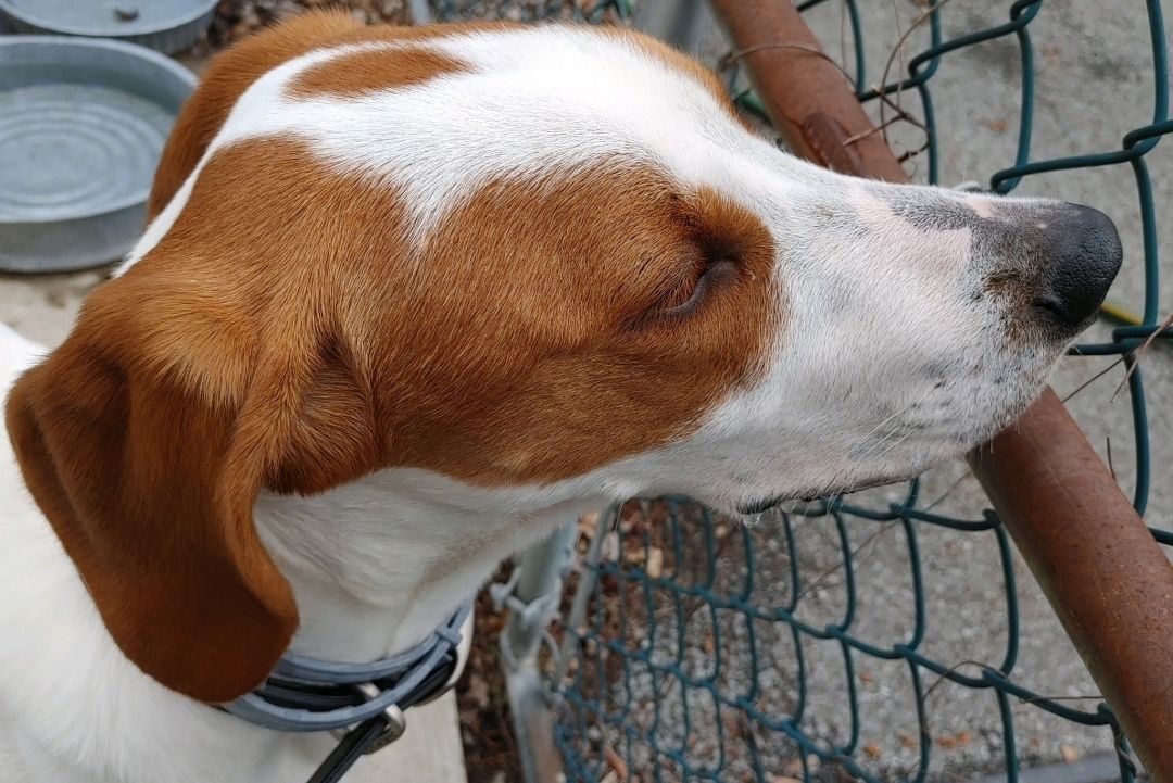 RICKI, an adoptable Treeing Walker Coonhound in Rensselaer, NY, 12144 | Photo Image 3