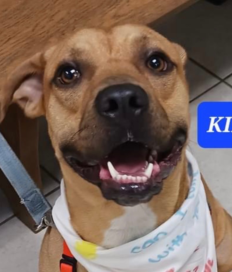 Dog for adoption - Kirby, a Hound & Boxer Mix in Fort Pierce, FL ...