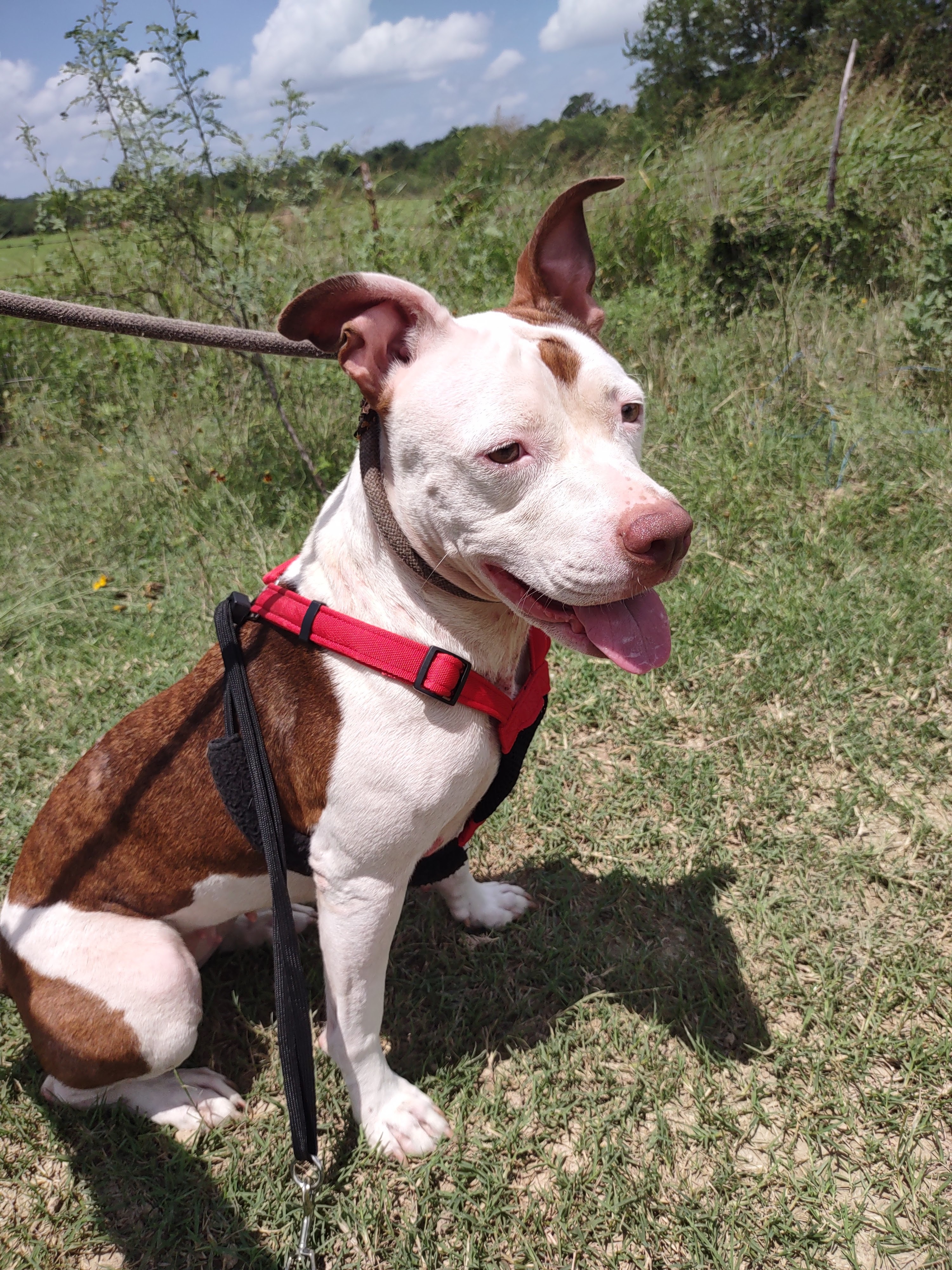 Isabella, an adoptable American Staffordshire Terrier in Kempner, TX, 76539 | Photo Image 1