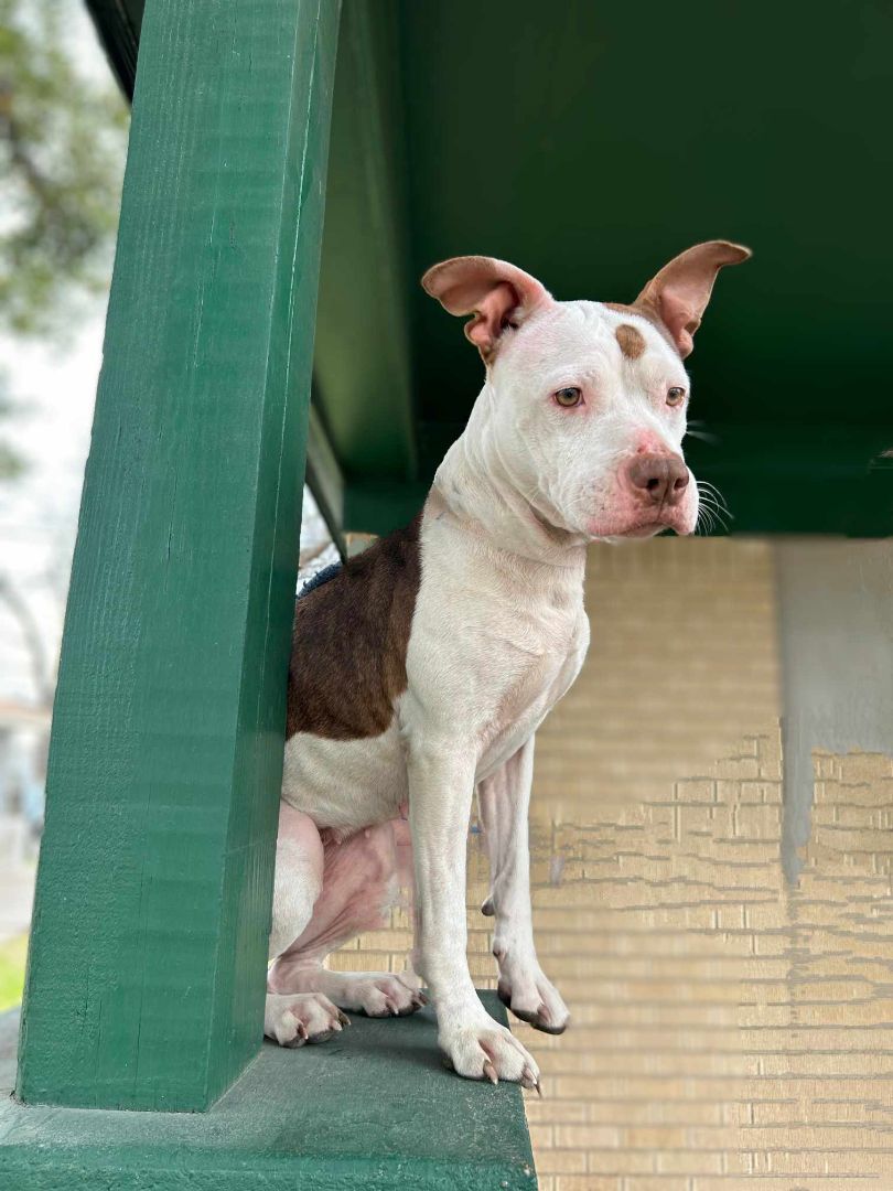 Isabella, an adoptable American Staffordshire Terrier in Kempner, TX, 76539 | Photo Image 3