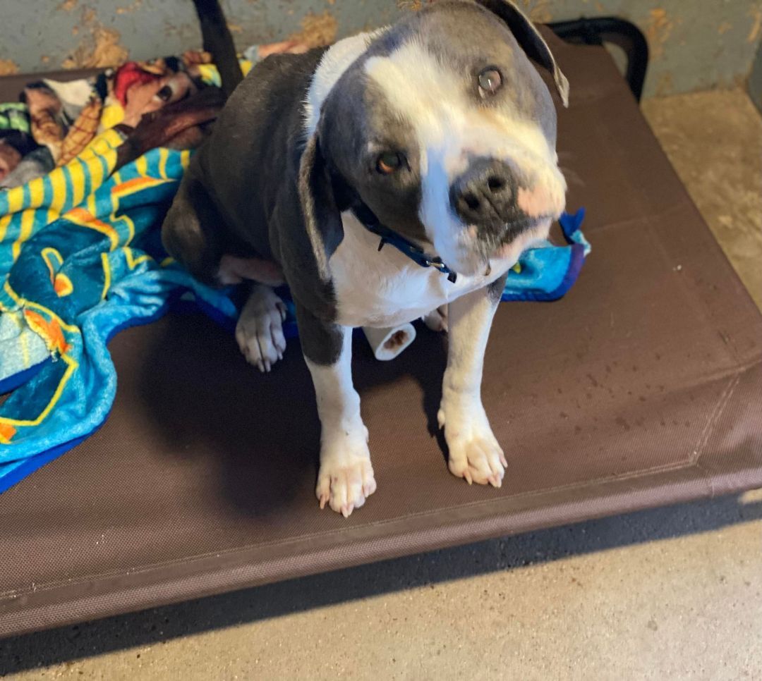 Drake, an adoptable Pit Bull Terrier in Kempner, TX, 76539 | Photo Image 2