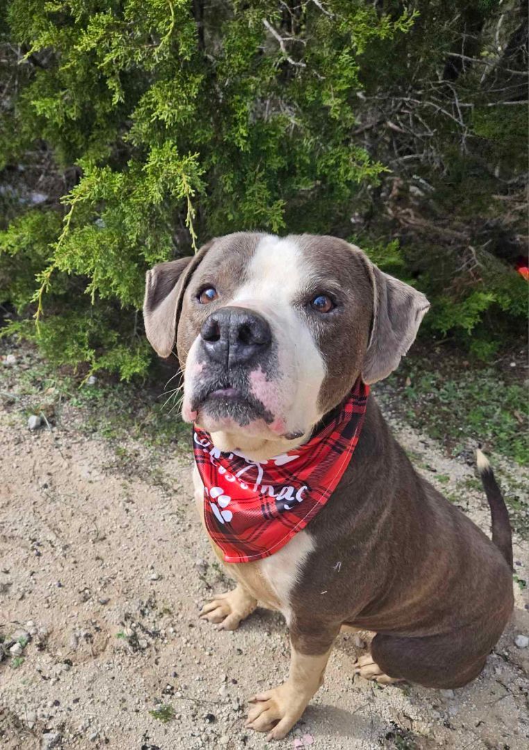 Drake, an adoptable Pit Bull Terrier in Kempner, TX, 76539 | Photo Image 3