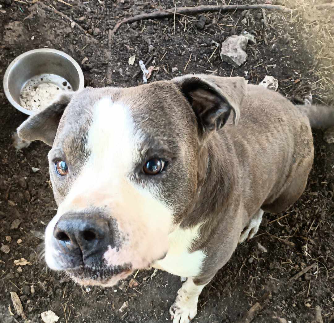 Drake, an adoptable Pit Bull Terrier in Kempner, TX, 76539 | Photo Image 1