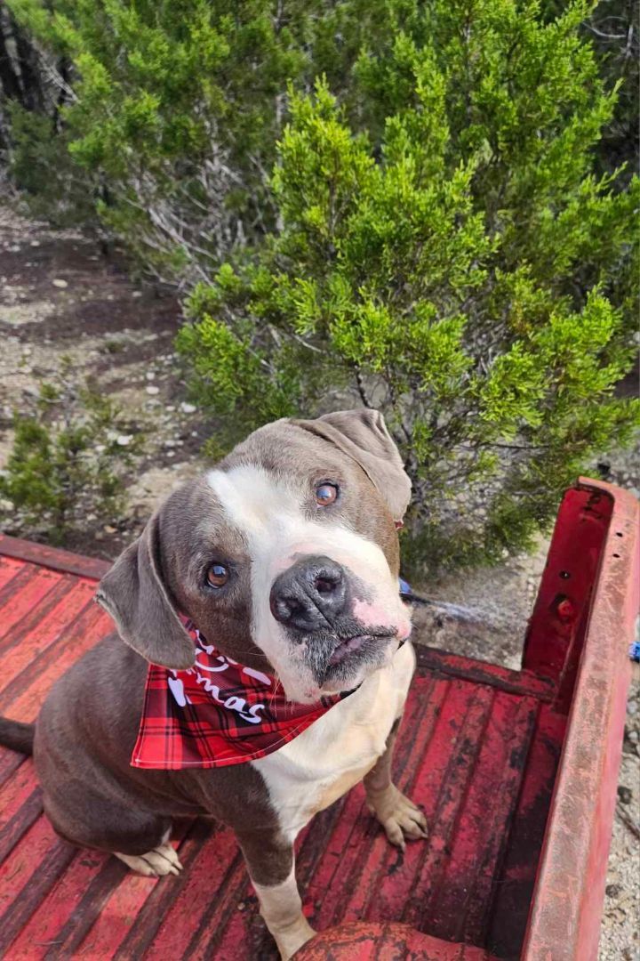 Drake, an adoptable Pit Bull Terrier in Kempner, TX, 76539 | Photo Image 4