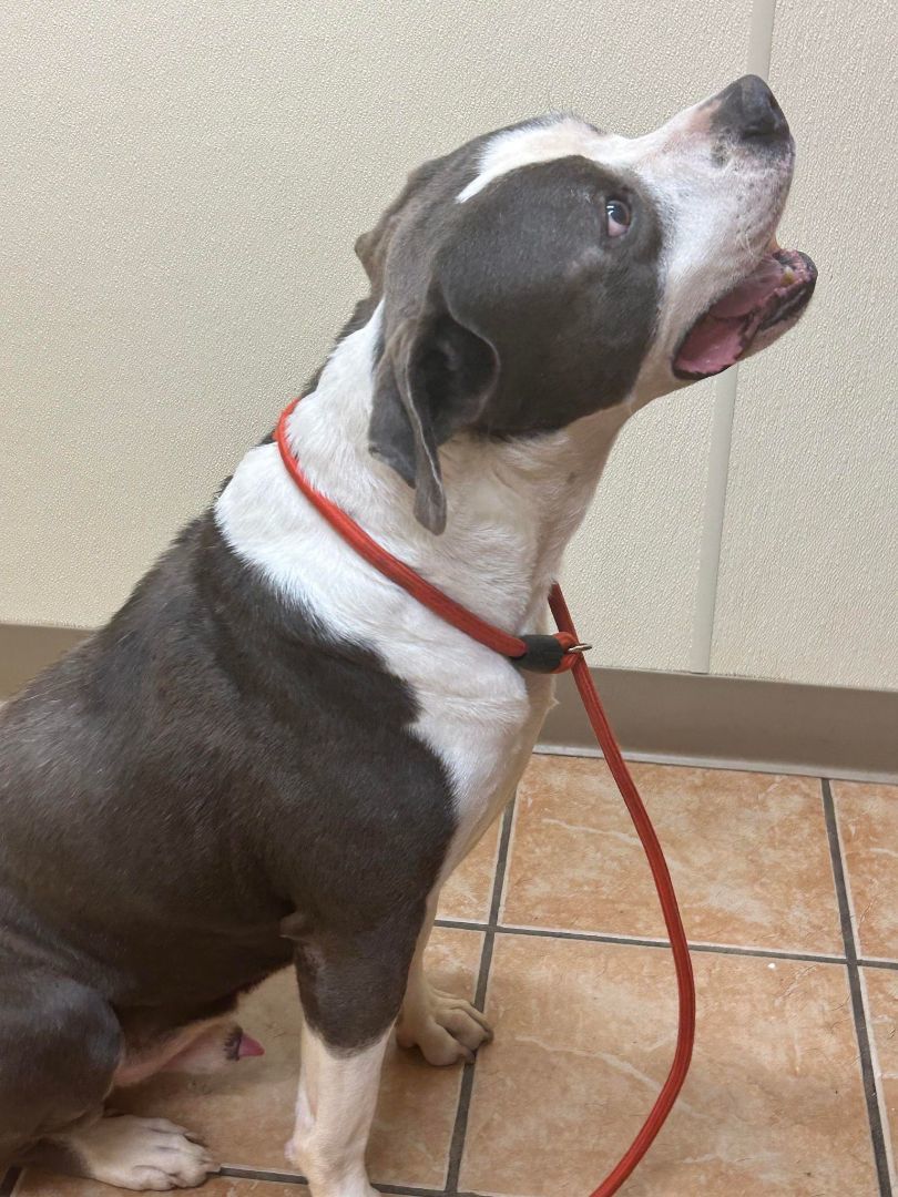 Drake, an adoptable Pit Bull Terrier in Kempner, TX, 76539 | Photo Image 6