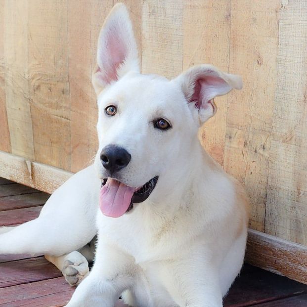 can a german shepherd dog and a great dane be friends