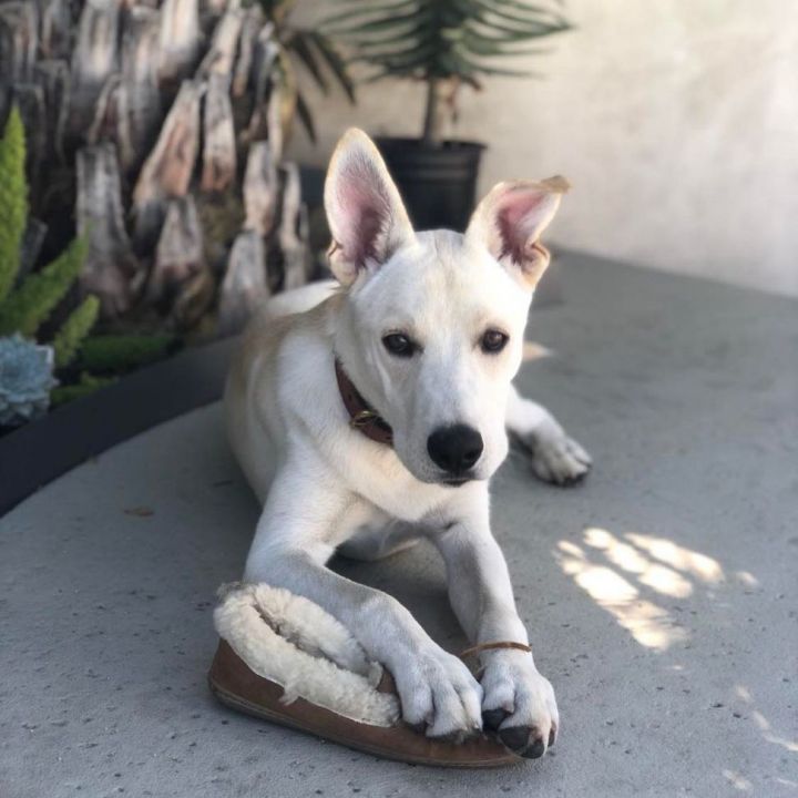 Great dane best sale shepherd mix puppy