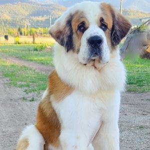 Saint bernard store dogs for adoption