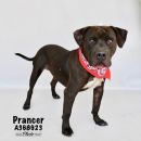 PRANCER's profile on Petfinder.com