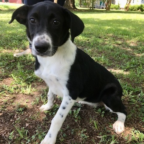 ICarly, an adoptable Pointer Mix in Carencro, LA_image-1