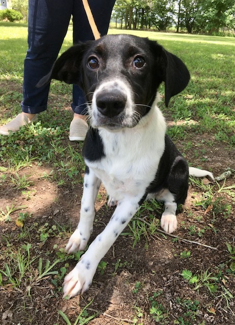 ICarly, an adoptable Pointer Mix in Carencro, LA_image-2