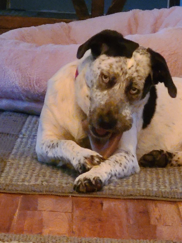 Zoey, an adoptable Husky & Australian Cattle Dog / Blue Heeler Mix in Shell Rock , IA_image-2