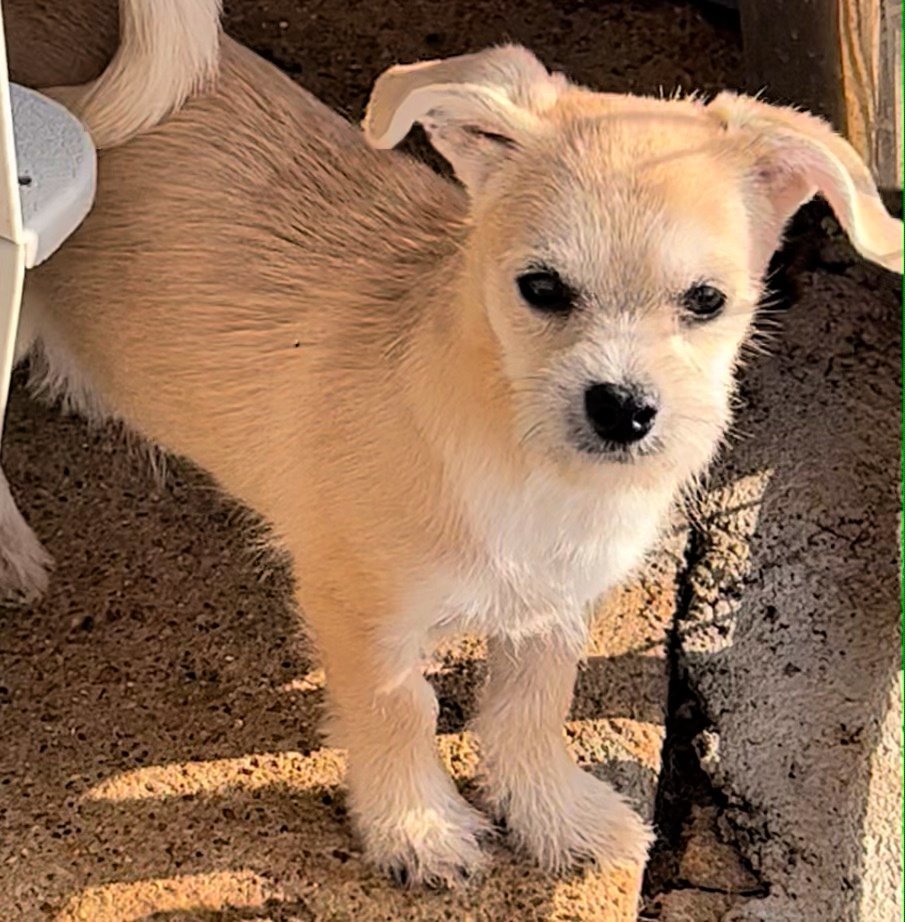 Chihuahua/Norfolk terrier named Roo