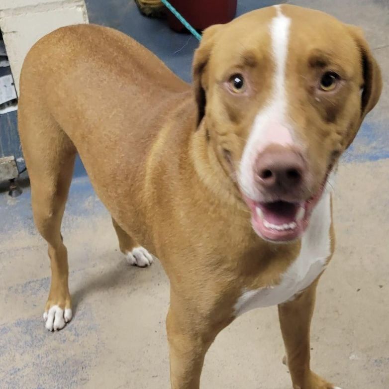 Big Maverick, an adoptable American Staffordshire Terrier in Inverness, FL, 34450 | Photo Image 2