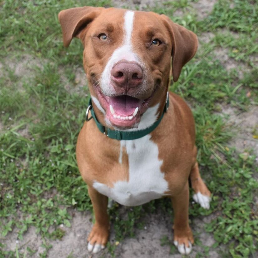 Big Maverick, an adoptable American Staffordshire Terrier in Inverness, FL, 34450 | Photo Image 4