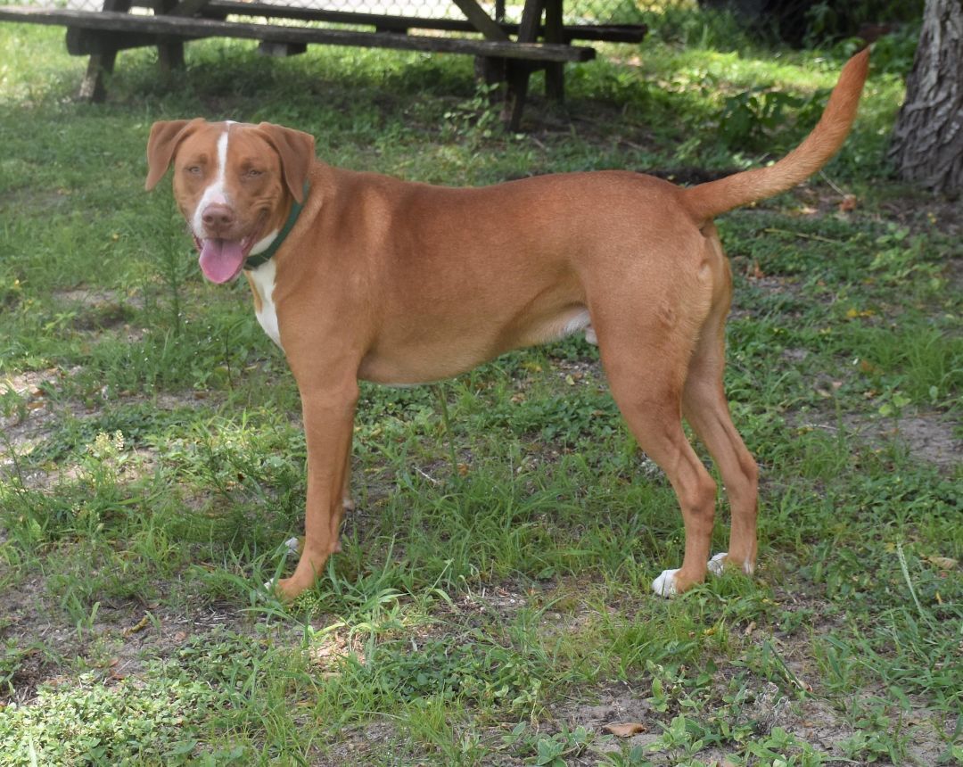 Big Maverick, an adoptable American Staffordshire Terrier in Inverness, FL, 34450 | Photo Image 6