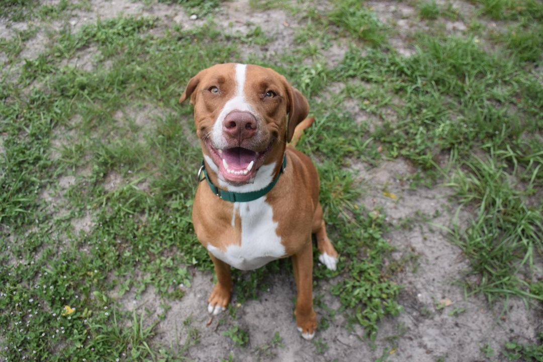 Big Maverick, an adoptable American Staffordshire Terrier in Inverness, FL, 34450 | Photo Image 8