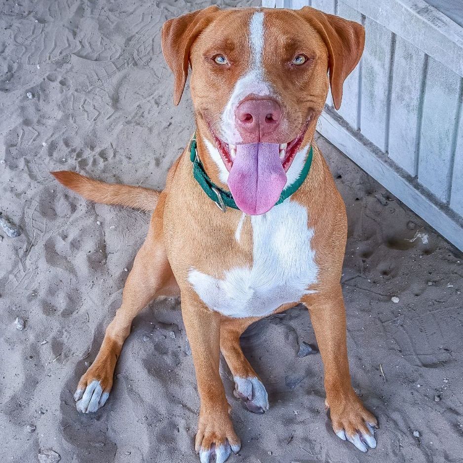 Big Maverick, an adoptable American Staffordshire Terrier in Inverness, FL, 34450 | Photo Image 10