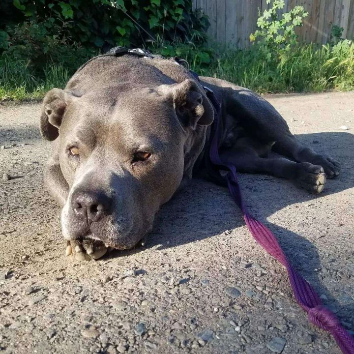 Senior best sale pitbull rescue