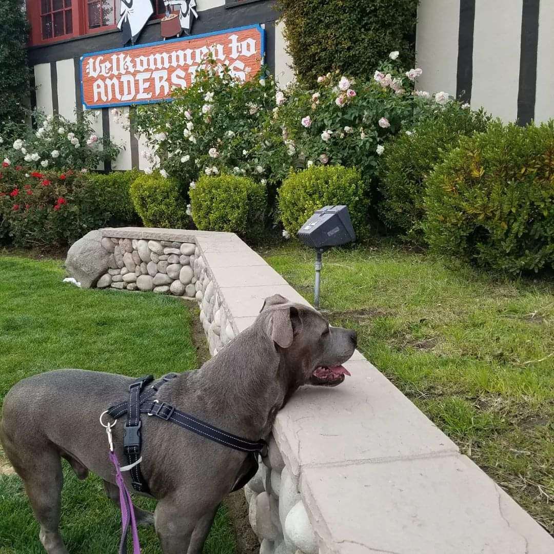 Duke - SENIOR!, an adoptable Pit Bull Terrier in Rocklin , CA, 95677 | Photo Image 6