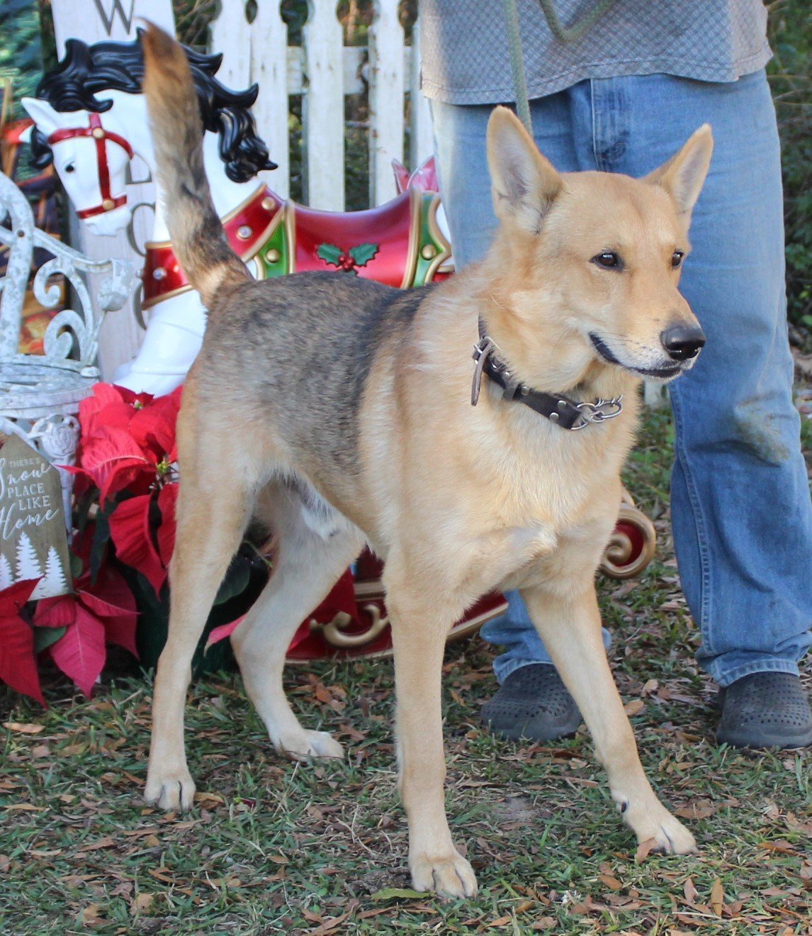 Rem-2 yrs Great Boy GSD Experience Preferred $175