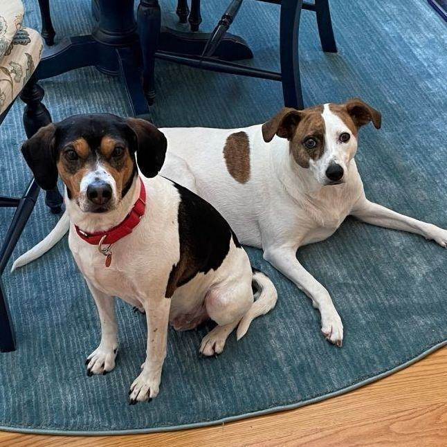 Reenie, an adoptable Hound & Beagle Mix in Minneapolis, MN_image-6