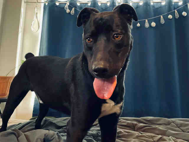 LOU WILLIAMS, an adoptable Mixed Breed in Santa Fe, NM, 87507 | Photo Image 1