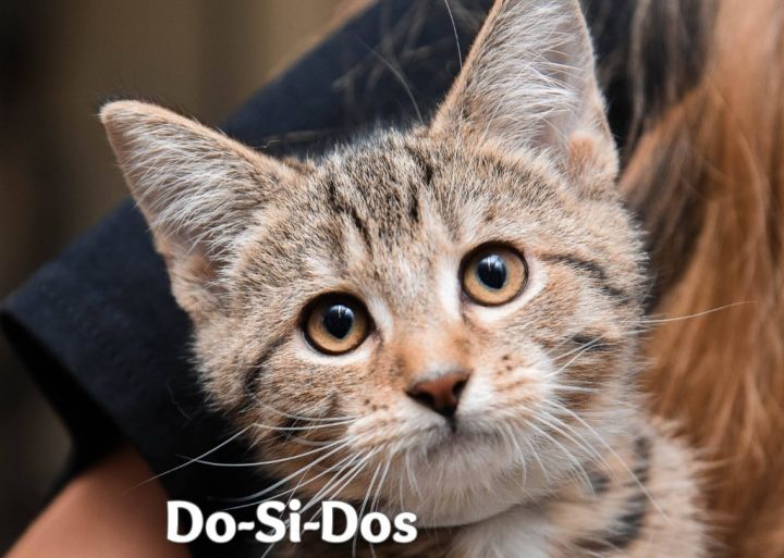 Do-Si-Dos, an adoptable Domestic Short Hair in Johnstown, PA_image-1